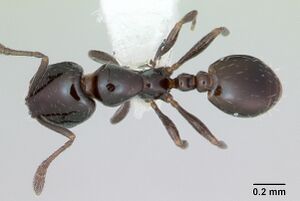 Monomorium minimum casent0173040 dorsal 1.jpg