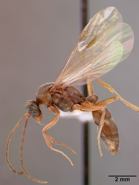 File:Pachycondyla kruegeri sam-hym-c001059 profile 3.jpg