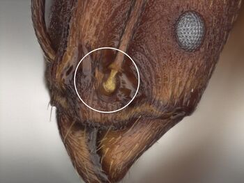 Aphaenogaster tennesseensis frontal lobe (MCZC).jpg