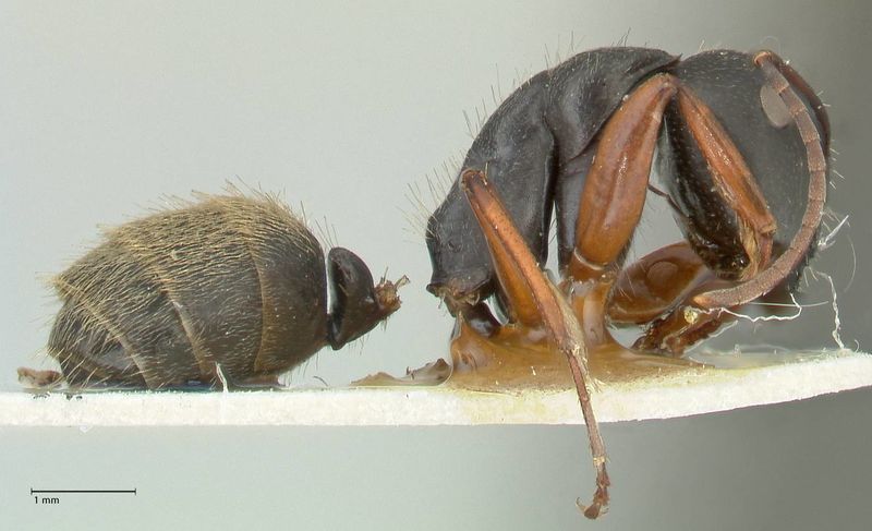 File:Camponotus ezotus focol2245 p 2 high.jpg