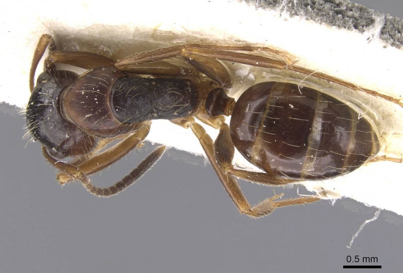 File:Camponotus nipponensis casent0911665 d 1 high.jpg