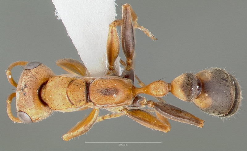 File:Pseudomyrmex maculatus casent0005841 dorsal 1.jpg