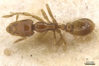 Strumigenys simulans casent0912827 d 1 high.jpg