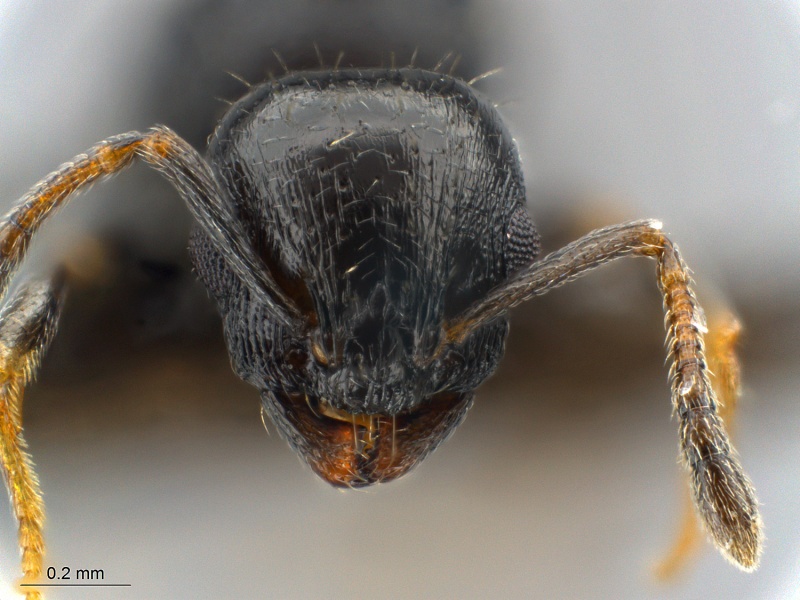 File:Temnothorax-sp-MCZ002QH.jpg