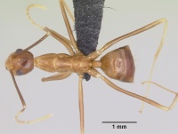 Anoplolepis gracilipes casent0064816 dorsal 1.jpg