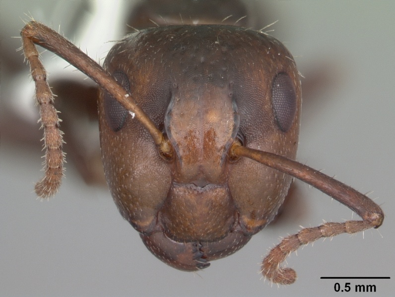 File:Camponotus sexguttatus casent0103709 head 1.jpg