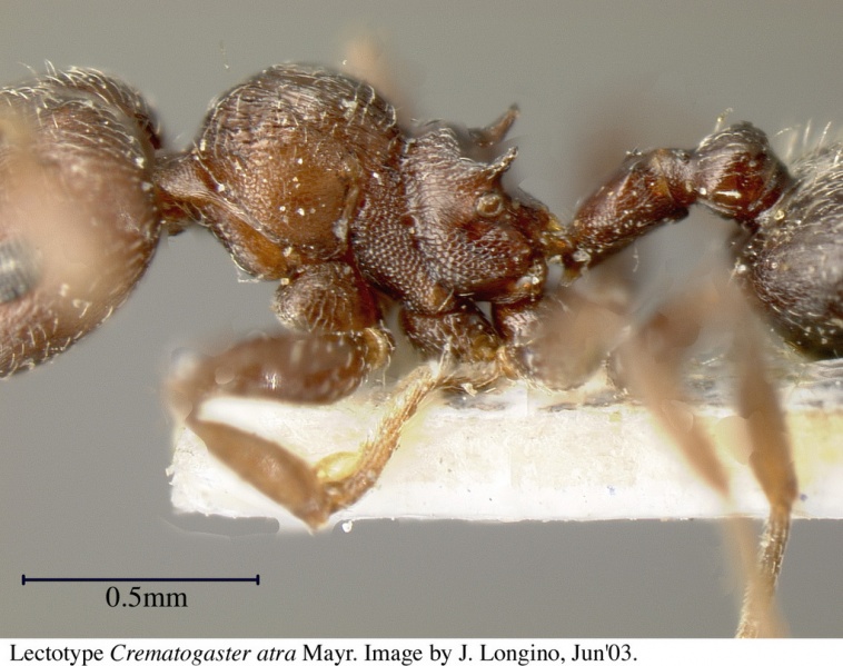 File:Crematogaster atra jtl055858 p 2 high.jpg