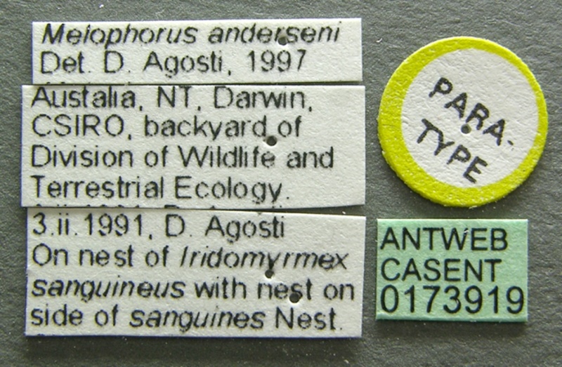 File:Melophorus anderseni casent0173919 label 1.jpg