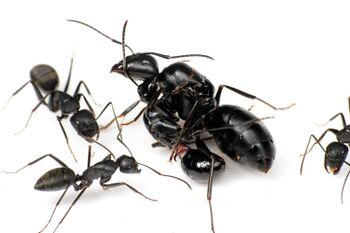 Polyrhachis lamellidens queen with Camponotus queen and workers, Taku Shimada (7).jpg