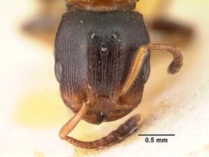 Terataner elegans casent0101456 head 1.jpg