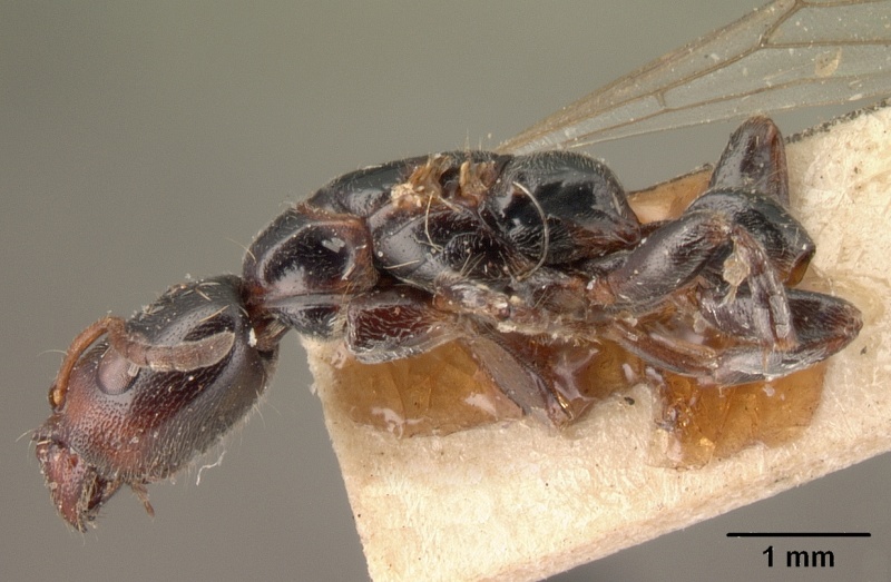 File:Tetraponera arrogans casent0101397 profile 2.jpg