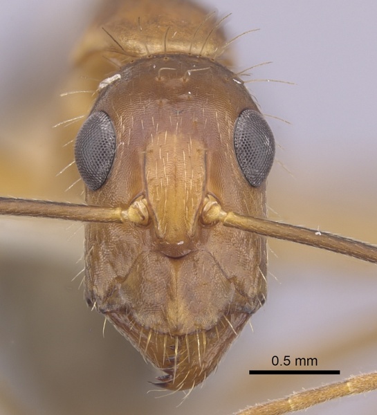 File:Camponotus landolti casent0249342 h 1 high.jpg