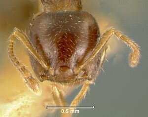 Crematogaster-simoniH8.jpg