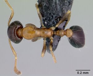 Monomorium floricola casent0053986 dorsal 1.jpg