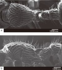 Myrmecina asiatica F4ab.jpg