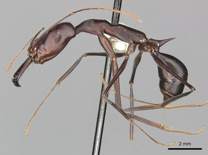 File:Odontomachus opaculus casent0270622 p 1 high.jpg