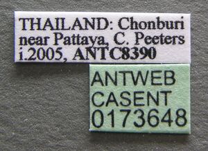 Oecophylla smaragdina casent0173648 label 1.jpg