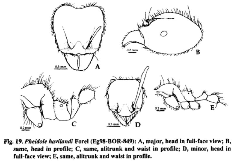 File:Pheidole havilandi.jpg