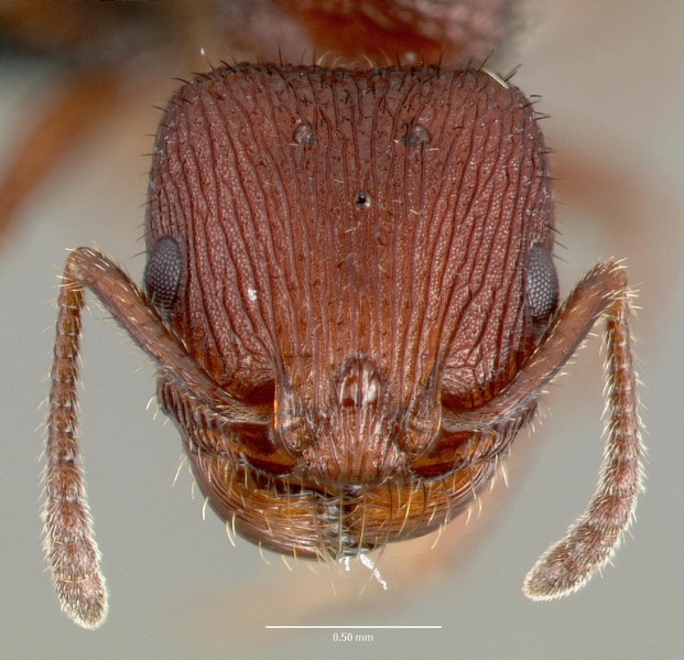 File:Pogonomyrmex pima casent0006300 head 1.jpg