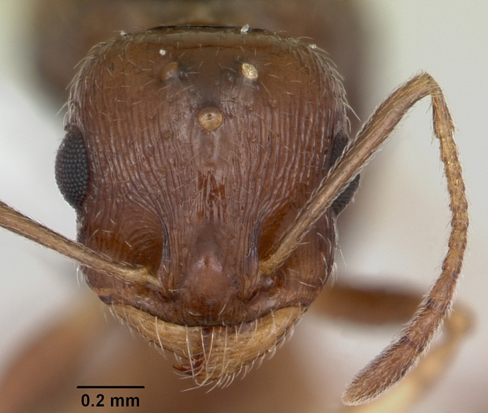 File:Temnothorax nevadensis casent0103166 head 1.jpg