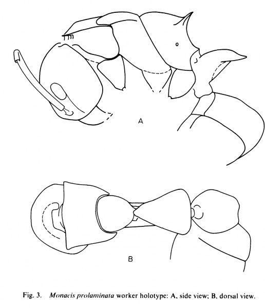 File:Wilson 1985c-5Dolichoderus-prolaminatus.jpg