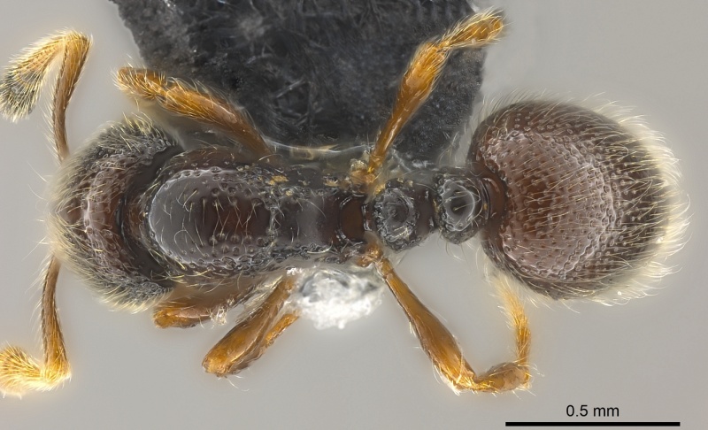 File:Adelomyrmex hirsutus casent0181559 d 1 high.jpg