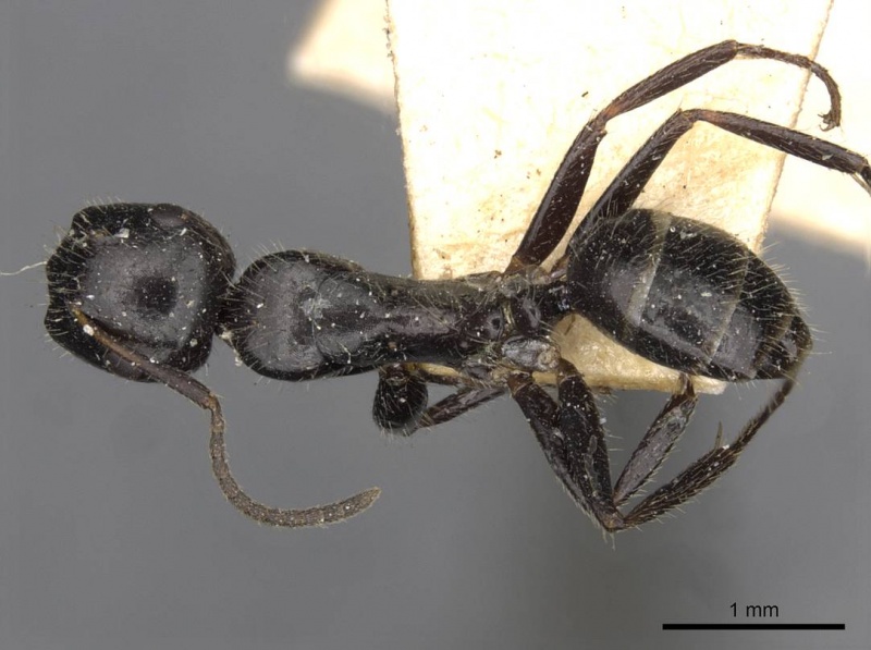 File:Camponotus janeti casent0910519 d 1 high.jpg