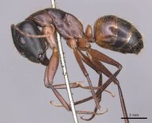 Camponotus samius casent0905290 p 1 high.jpg