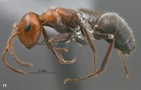 Camponotus schulzianus holotype F11.jpg