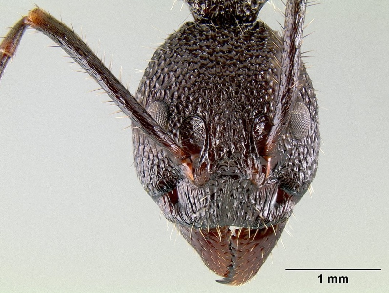 File:Dolichoderus decollatus casent0106165 h 1 high.jpg