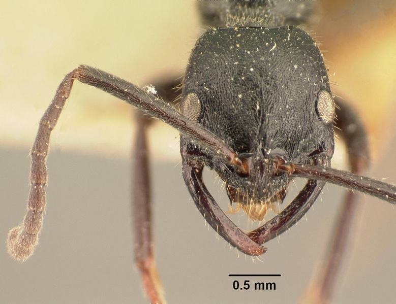 File:Leptogenys incisa casent0101723 head 1.jpg