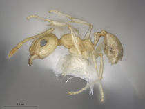 MCZ-ENT00301443 Pheidole noar min hal.jpg