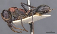 Myrmecia aberrans casent0907073 p 1 high.jpg