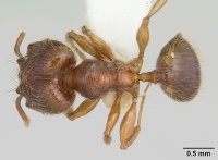 Pheidole sigillata casent0178055 dorsal 1.jpg