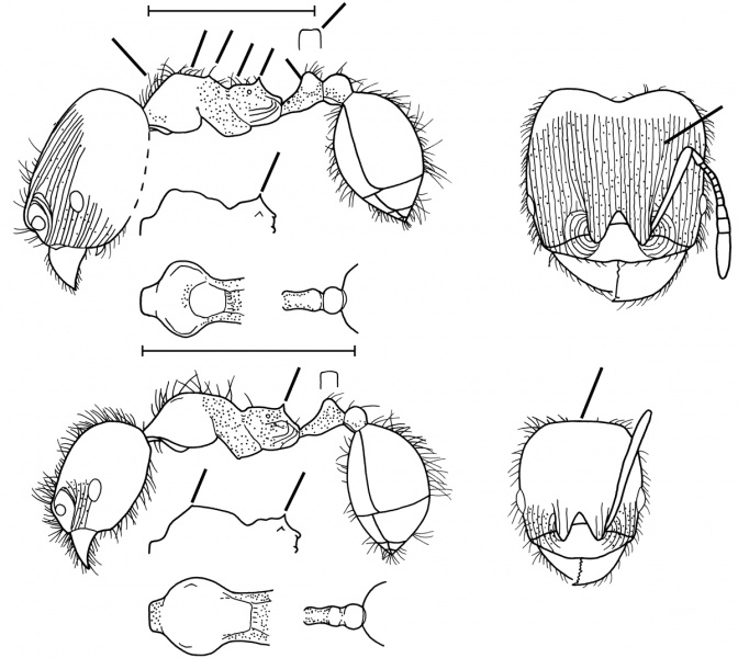 File:Pheidole ulothrix Wilson 2003.jpg