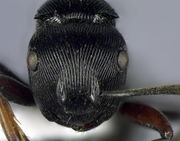 Polyrhachis annulata 50 head Antwiki.jpg