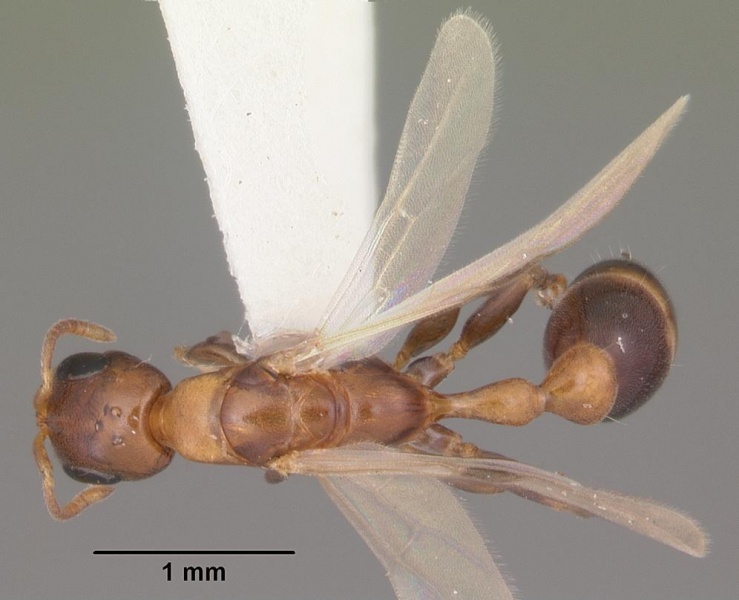 File:Pseudomyrmex ejectus casent0103836 dorsal 1.jpg