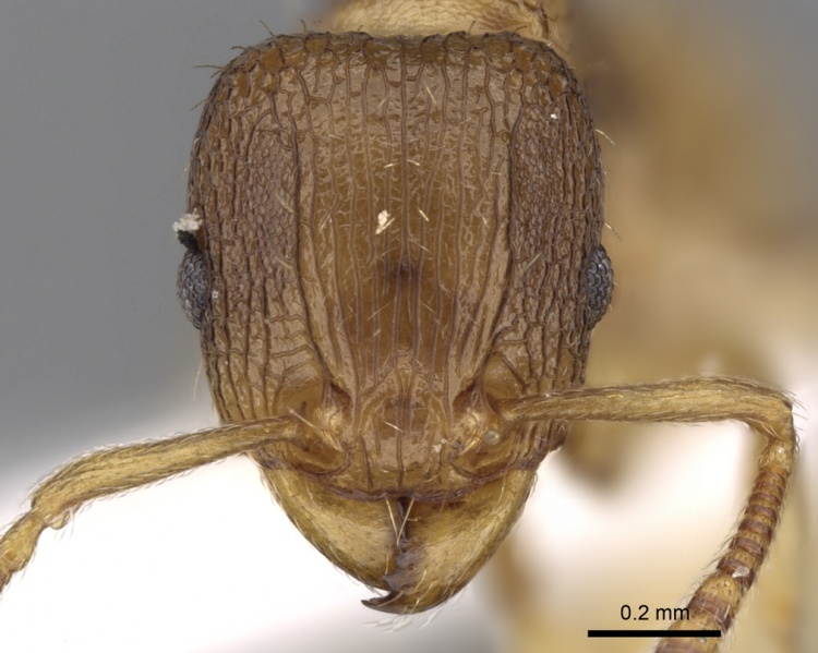 File:Tetramorium gegaimi casent0280914 h 1 high.jpg