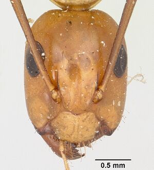 Camponotus concolor casent0101359 head 1.jpg