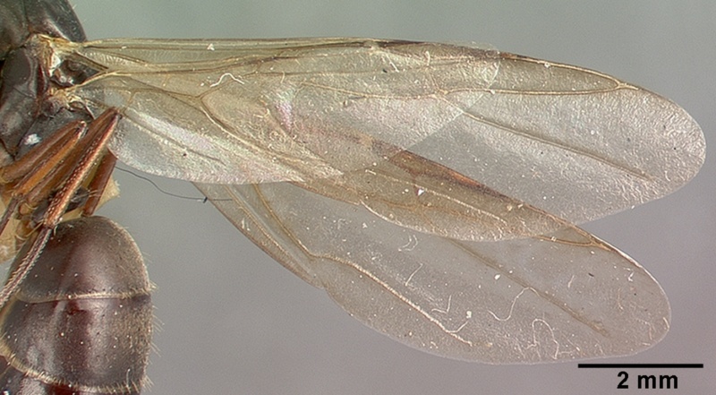 File:Camponotus planus castype00457-03 profile 2.jpg