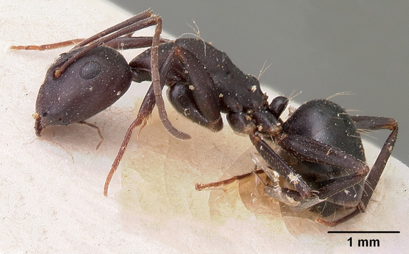 File:Camponotus quadrimaculatus opacatus casent0102107 profile 1.jpg