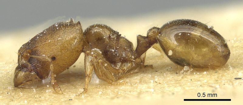 File:Carebara khamiensis casent0913518 p 1 high.jpg