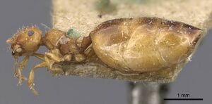 Crematogaster biroi casent0907507 p 1 high.jpg