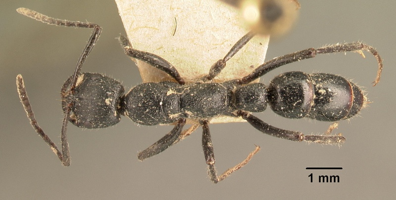 File:Leptogenys incisa casent0101795 dorsal 1.jpg