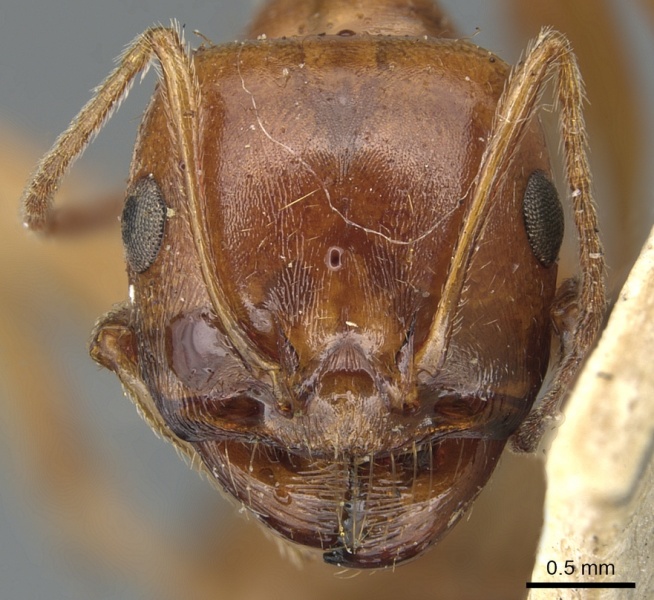 File:Messor vaucheri casent0904143 h 1 high.jpg