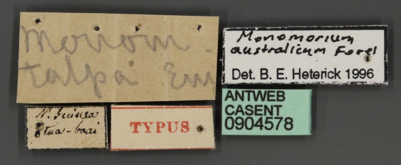 File:Monomorium australicum casent0904578 l 1 high.jpg