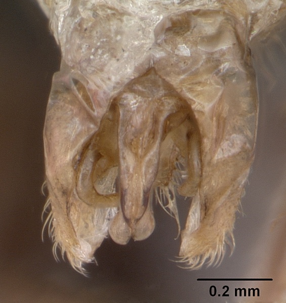 File:Myrmica gallienii casent0172723 profile 3.jpg