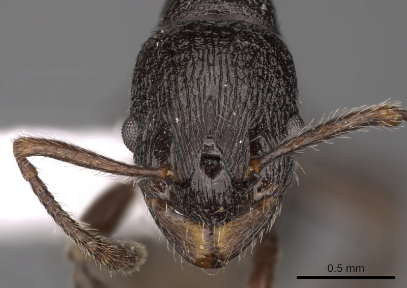 File:Myrmica wardi H casent0900305.jpg