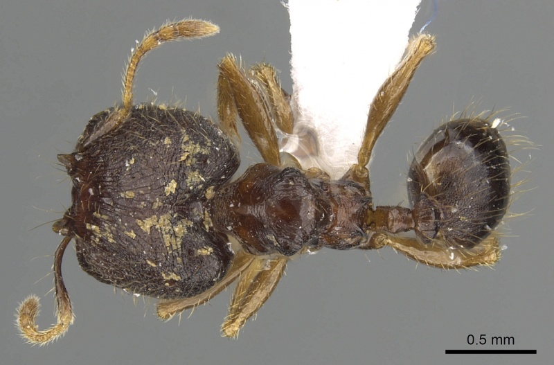 File:Pheidole tawauensis casent0901657 d 1 high.jpg