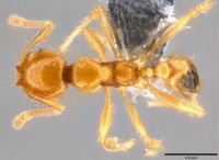 Pheidole vulgaris casent0282658 d 1 high.jpg